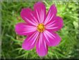 purple pink cosmos flower