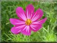 purple pink cosmos flower