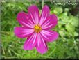 purple pink cosmos flower