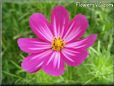 purple pink cosmos flower