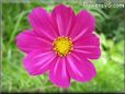 purple pink cosmos flower