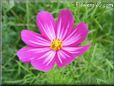 purple pink cosmos flower