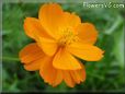 orange cosmos flower