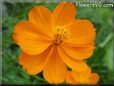 orange cosmos flower