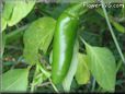  jalapeno pepper