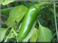  jalapeno pepper