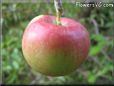 red green apple