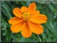 orange cosmos flower