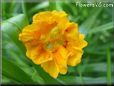 orange nasturtium pictures