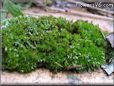  moss