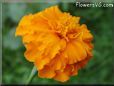 orange marigold flower