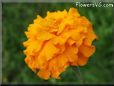 marigold flower