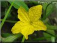 cucumber blossom flower