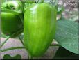 bell pepper