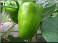 bell pepper