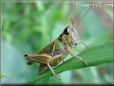 grasshopper