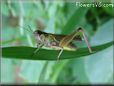 grasshopper