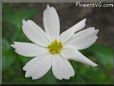 white cosmos flower