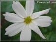 white cosmos flower