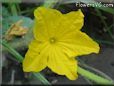 cucumber blossom flower