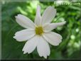 white cosmos flower