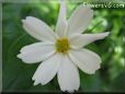 white cosmos flower