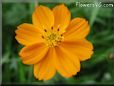 orange cosmos flower