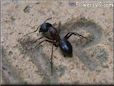 ant
