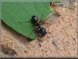 ant