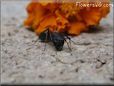 ant