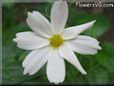 white cosmos flower