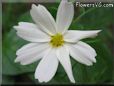 white cosmos flower
