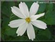 white cosmos flower picture