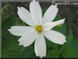 white cosmos flower