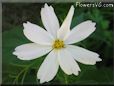 white cosmos flower