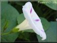 white purple morningglory flower