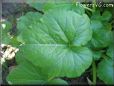 squash leaf