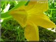 squash flower