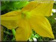 squash flower