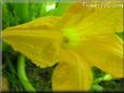 squash flower