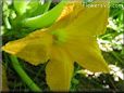 squash flower