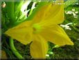 squash flower