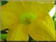 squash flower