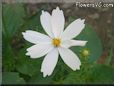 white cosmos flower