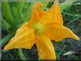 squash flower