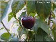 red cherry fruit