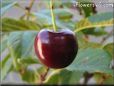 red cherry fruit