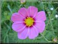 maroon pink cosmos flower