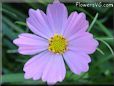 light purple cosmos flower