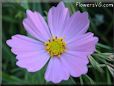 light purple cosmos flower